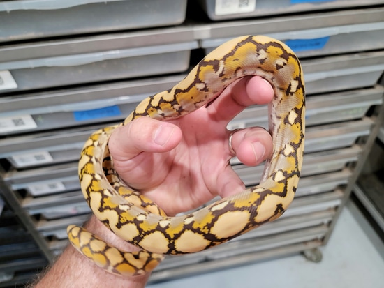1.0 Pure Indo 100% Het Ocelot Reticulated Python by A&BExotics