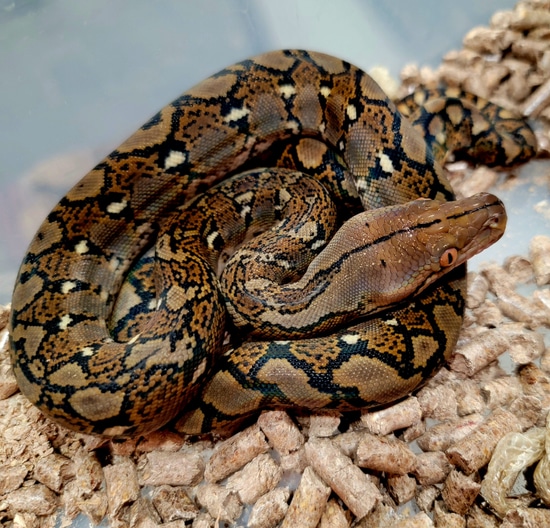 1.1 Pair Triple Het Albino Pied Ocelot Reticulated Python by A&BExotics