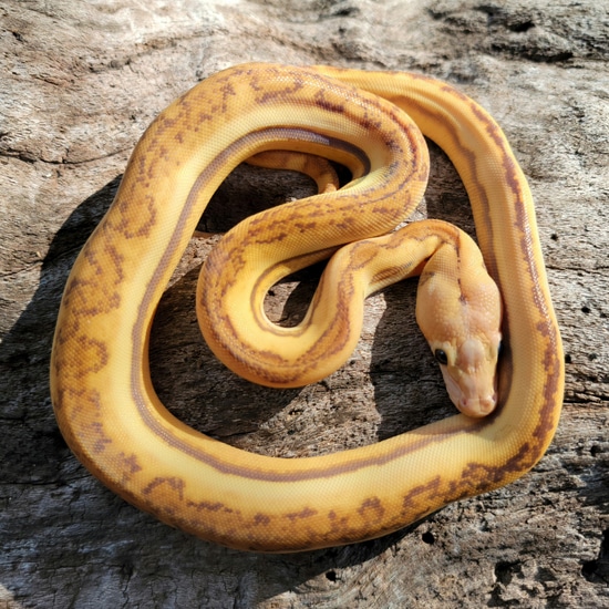 Mochino Sunfire Supertiger Anthrax Reticulated Python by A&BExotics