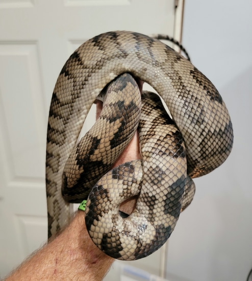 Ltc Halmahera Scrub Scrub Python by A&BExotics