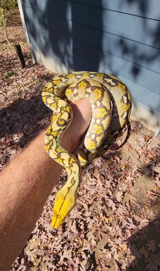 Paradox Indo Caramel 66% Het Ocelot Reticulated Python by A&BExotics