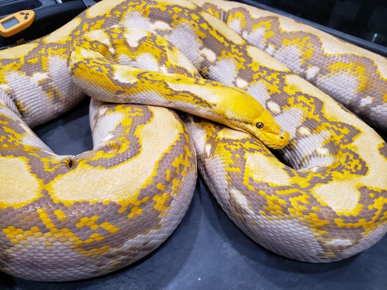 2018 2x Proven Orange Glow Reticulated Python by A&BExotics