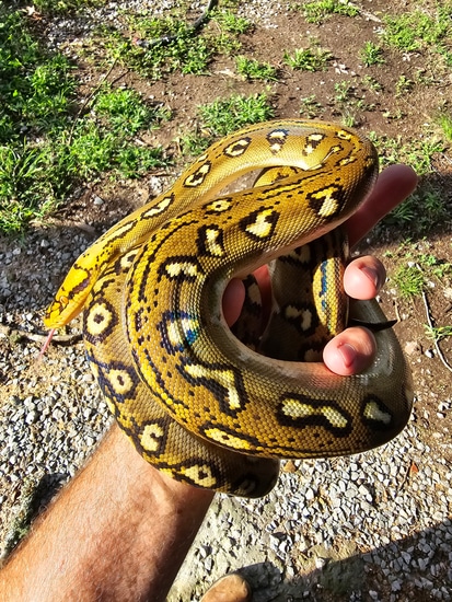 Phantom Ocelot 100% Het Indo Caramel- Purple Reticulated Python by A ...