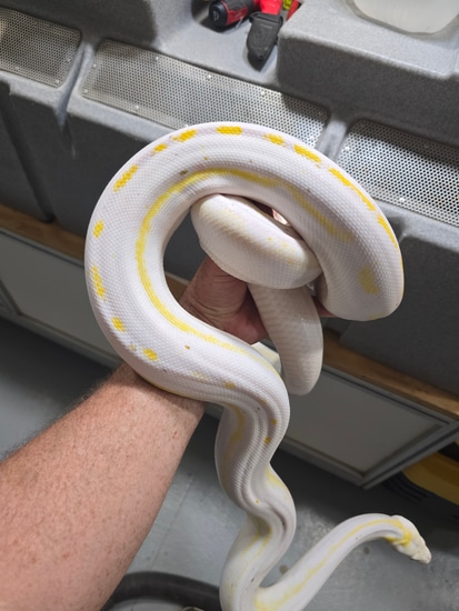 Female Kalimaya 100% Het Purple Reticulated Python by A&BExotics