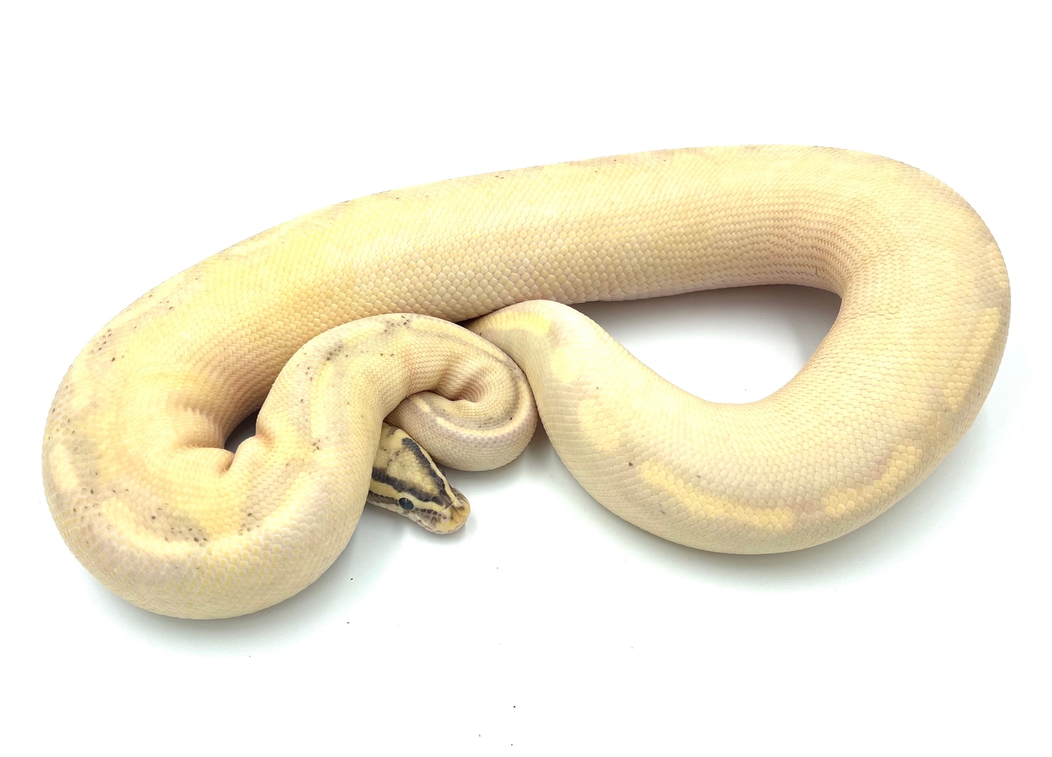 Pastel Fire Freeway (Ps OD & Enchi) Ball Python by Regular Guy Royals