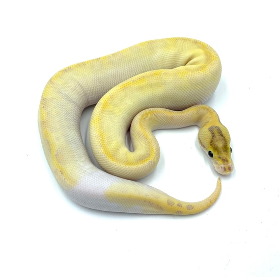 Coral Glow Ivory Ball Python by Regular Guy Royals