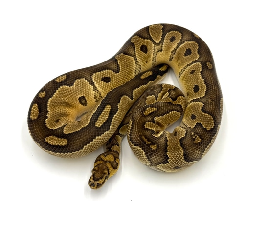Lace Clown - Ready To Breed Ball Python by Regular Guy Royals