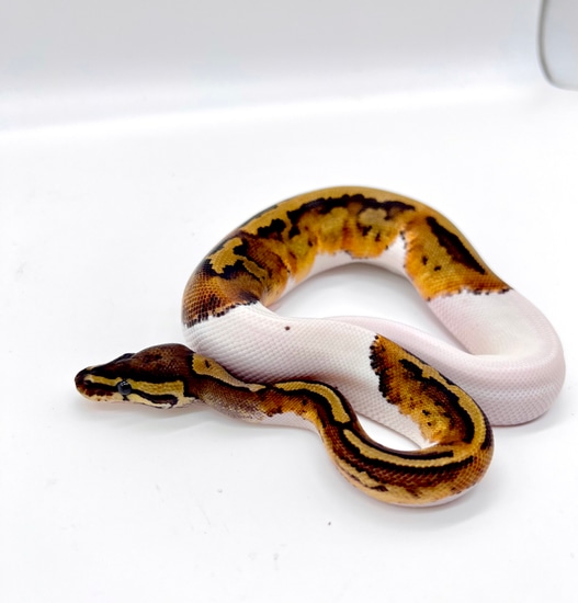 Yellow Belly Pied Male Ball Python by Mimzies Morphs