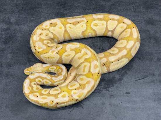 Pastel Banana Ball Python by Aura