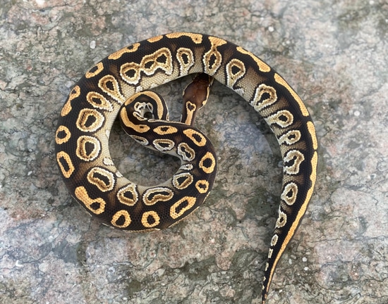 Blackhead Huffman Ball Python Blackhead Huffman Special Het Clown Ball Python by Austin's Ball Shack
