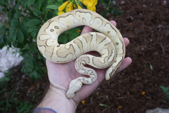 Firefly Special Clown Ball Python by Austin's Ball Shack