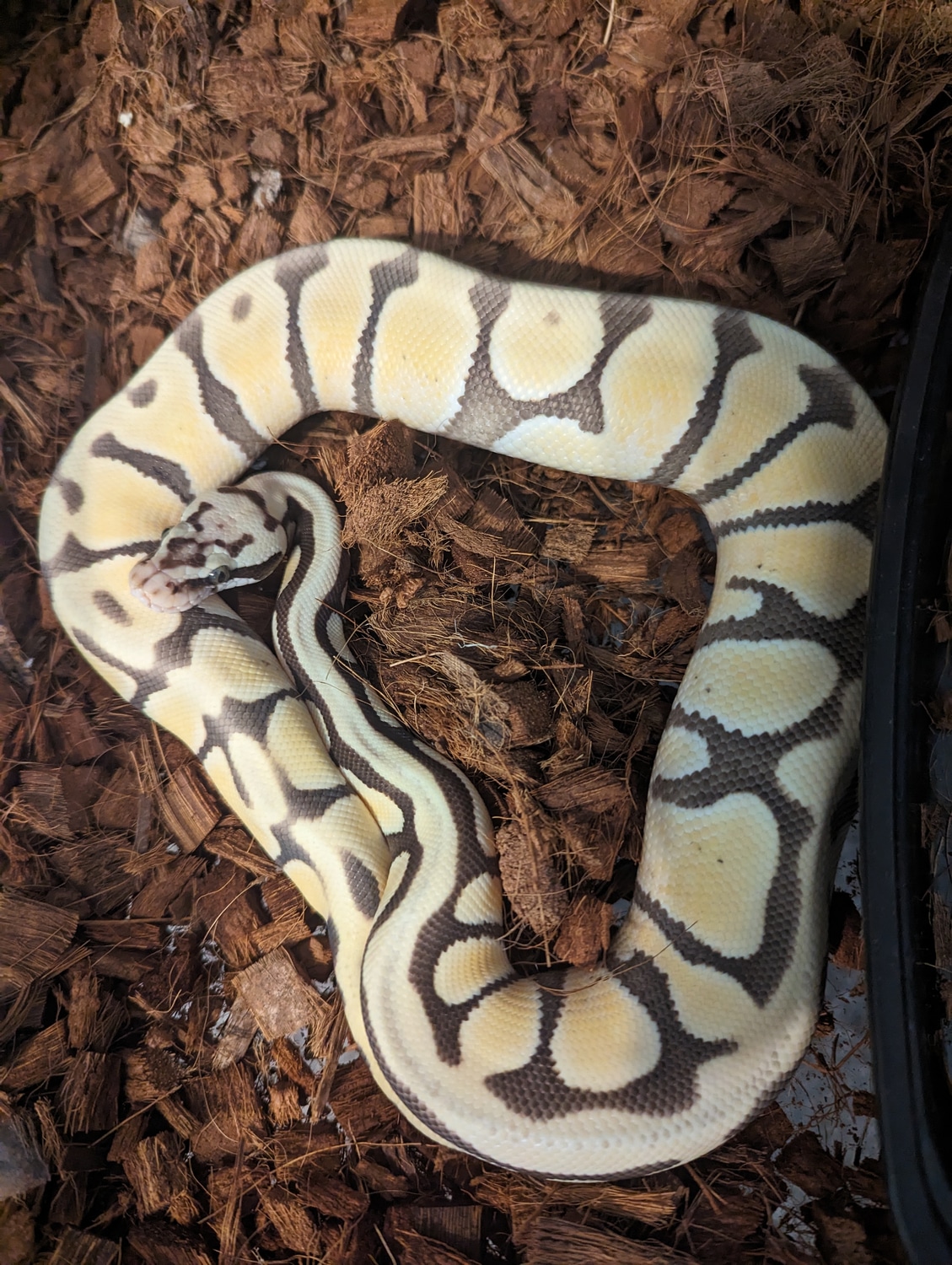 Pastel Enchi Spotnose DG Het Hypo Ball Python by Badertscher Python