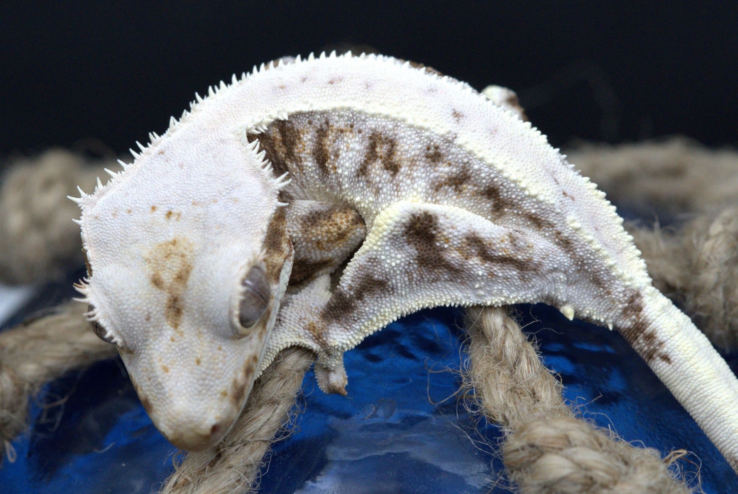 LW80 Holdback Release High Coverage Crested Gecko by Austral Gecko