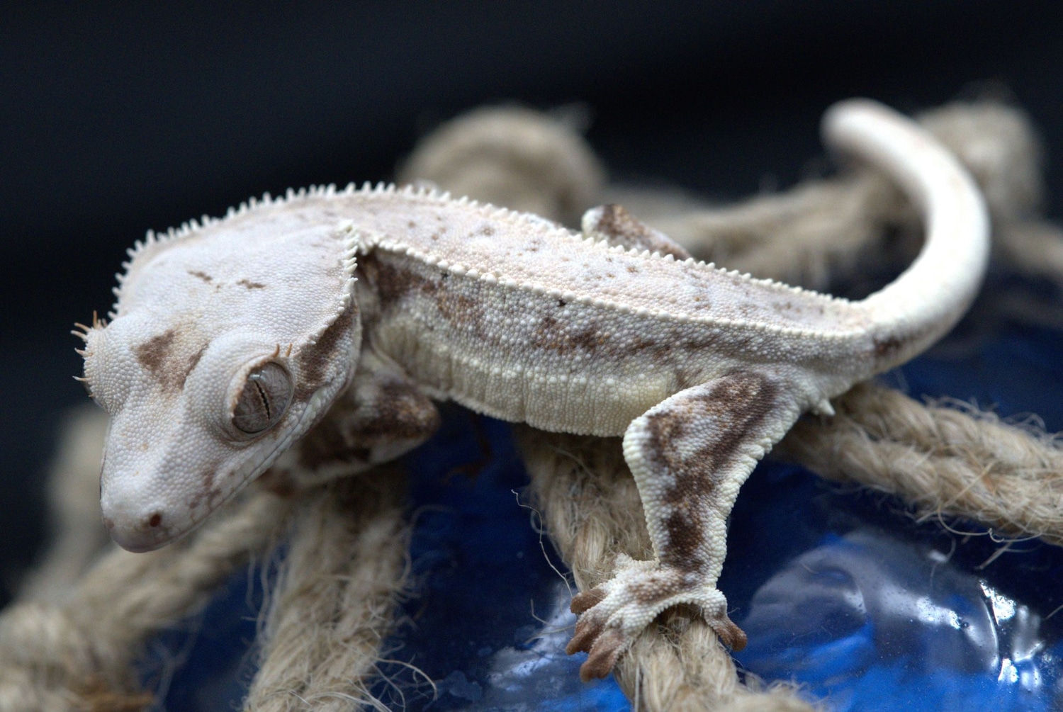 LW98 Holdback Release High Coverage Lilly White Crested Gecko by