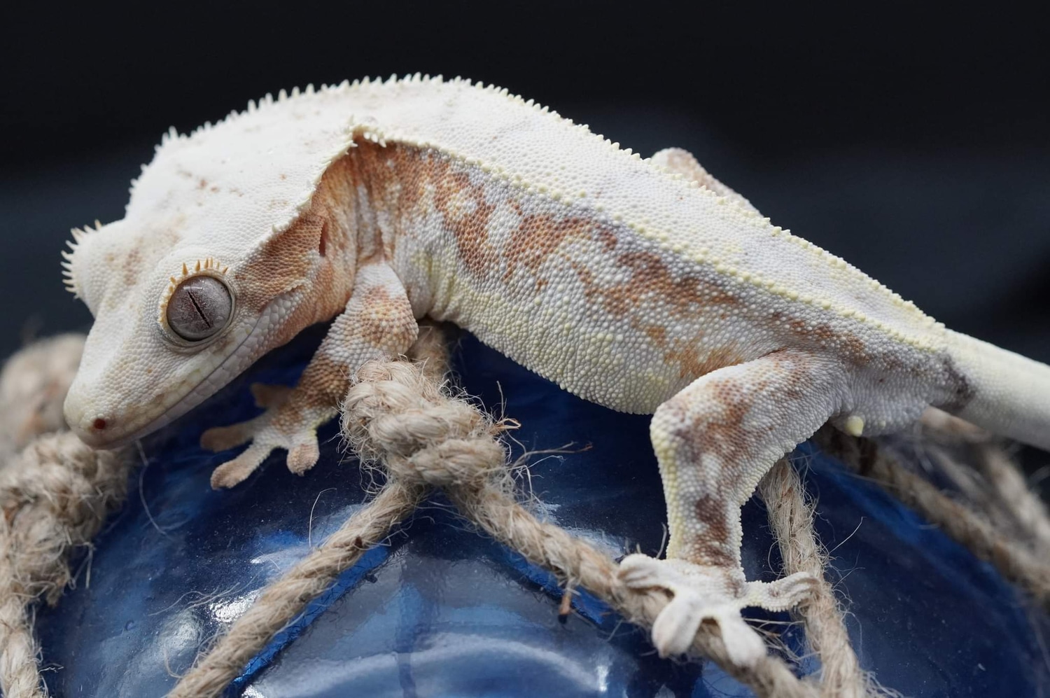 LW82 Holdback Release Creamsicle Crested Gecko by Austral Gecko