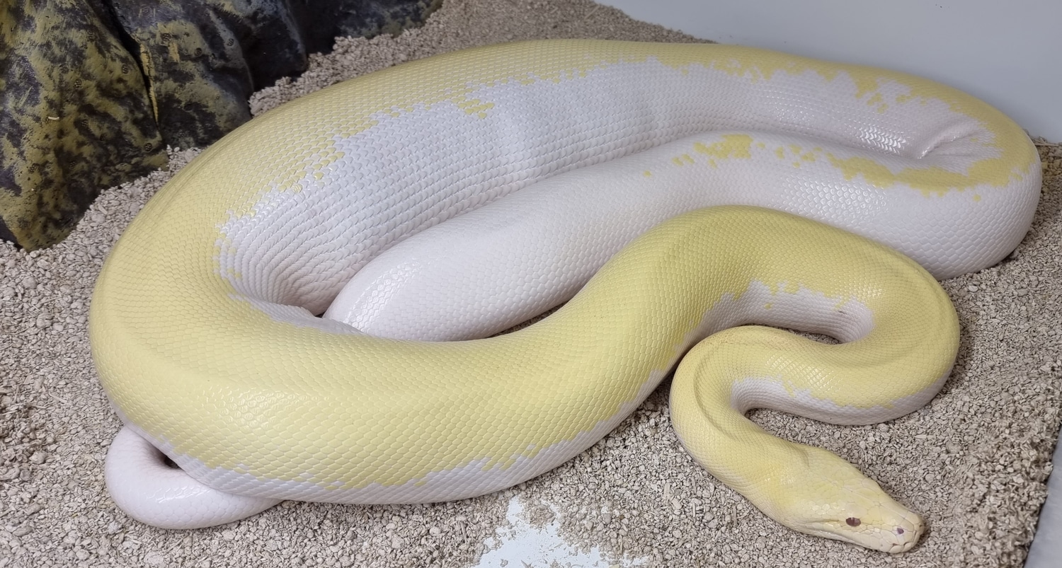 Blizzard Burmese Python by Ross Abbott - MorphMarket