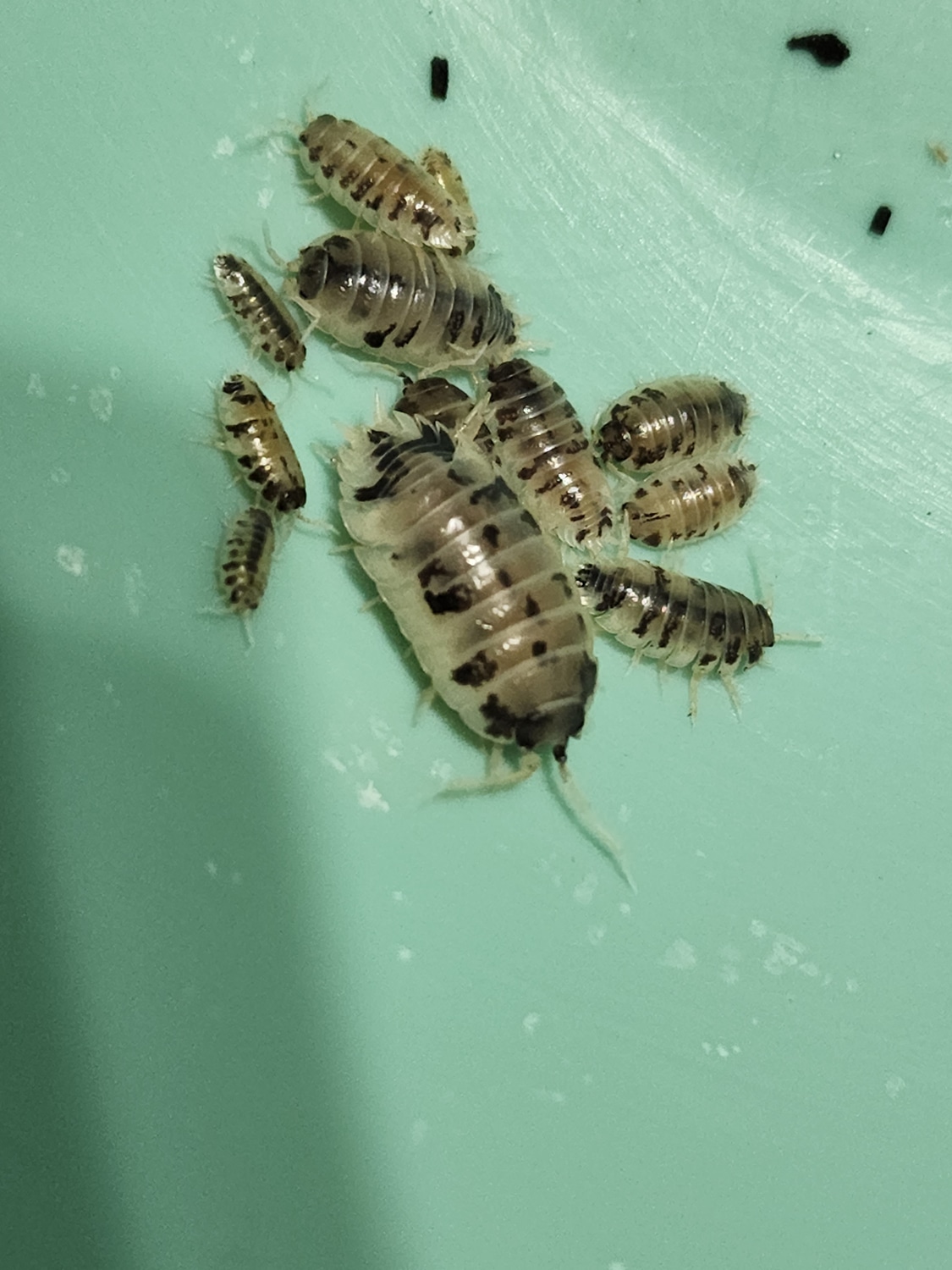 Porellio Laevis" Dairy Cows Isopod by Abe's Animals & Assortment