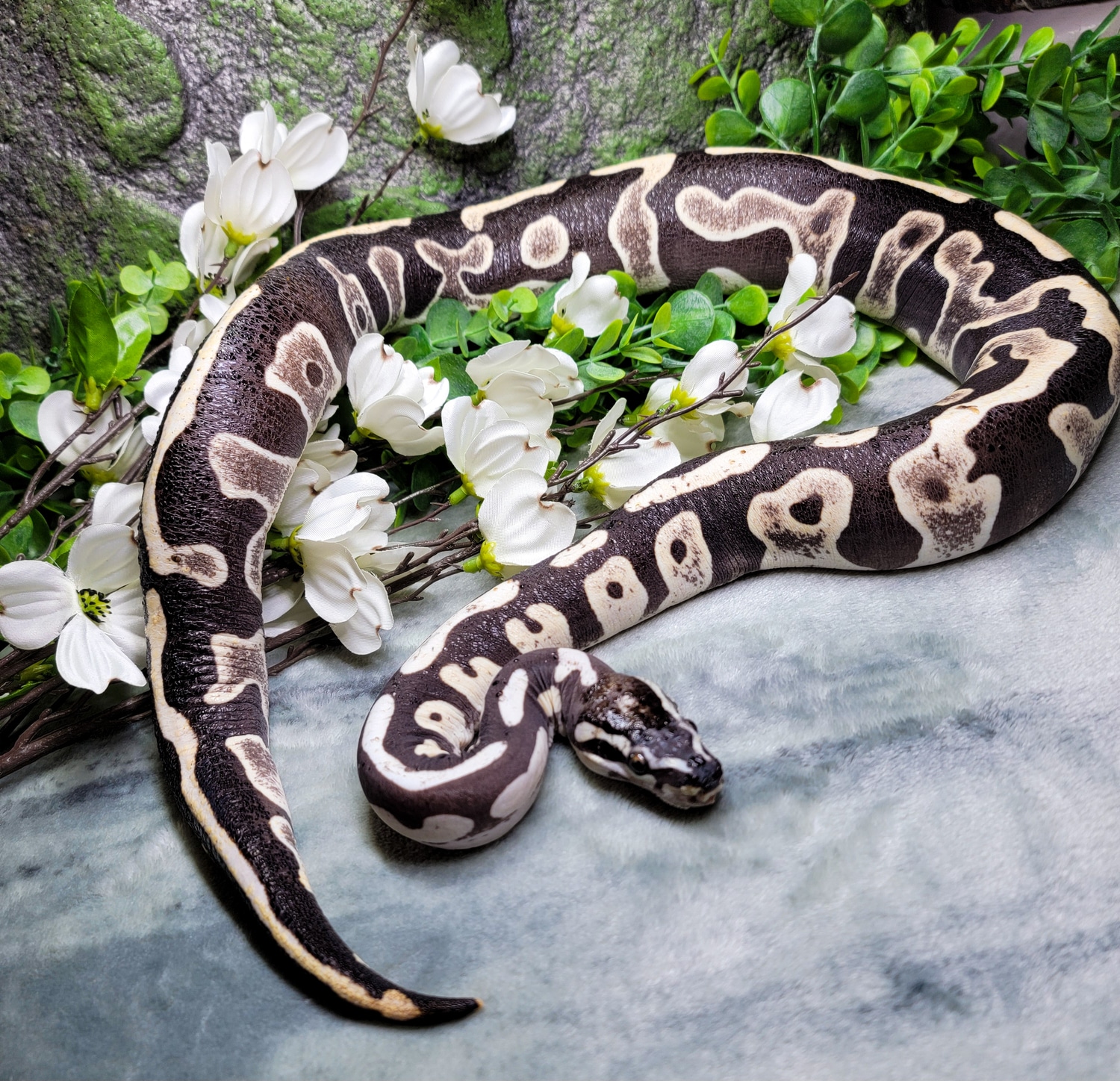 Adult Leopard Scaleless Ball Python by Modern Age Dinos - MorphMarket