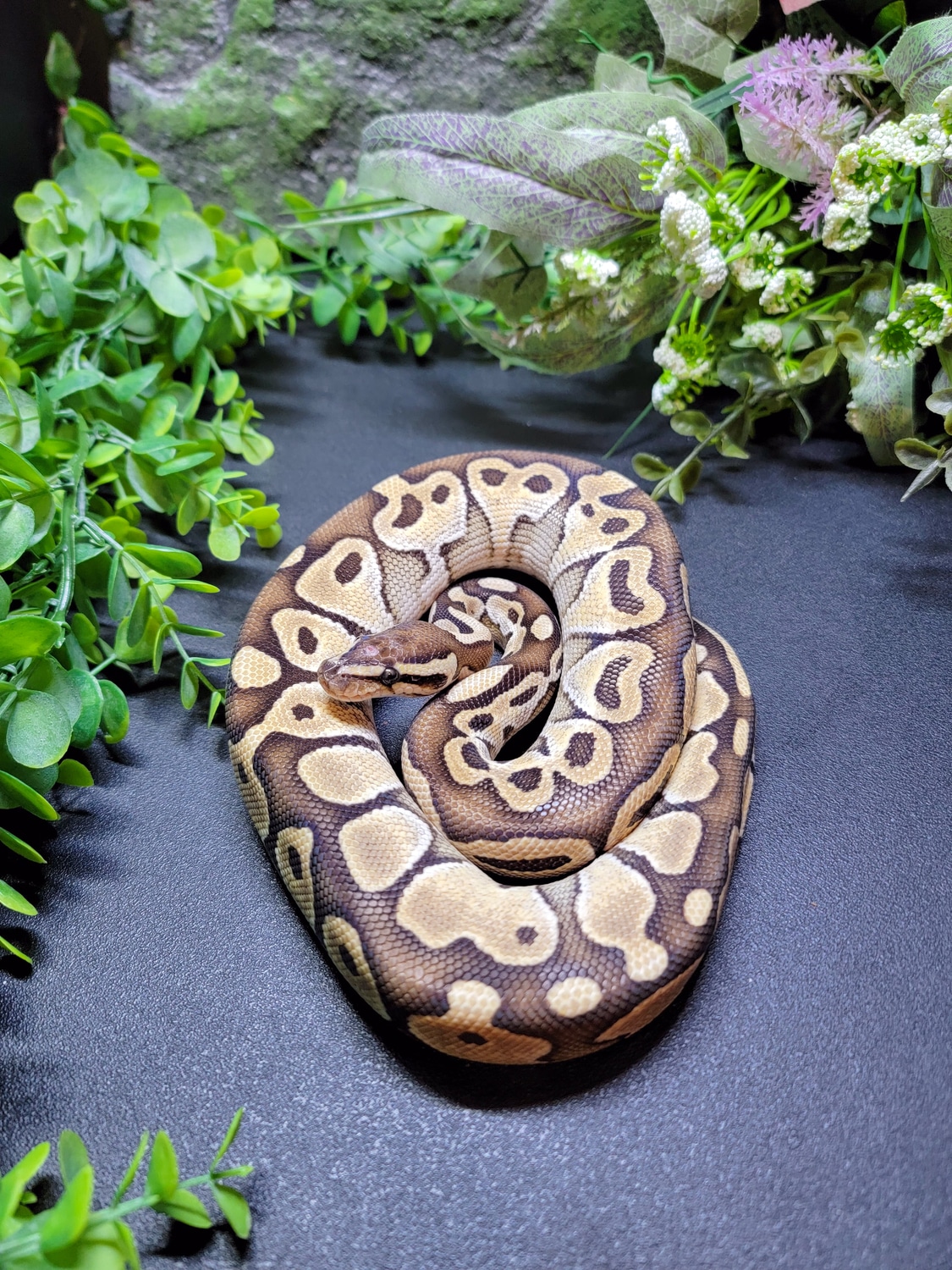 Lesser Ball Python by Modern Age Dinos - MorphMarket