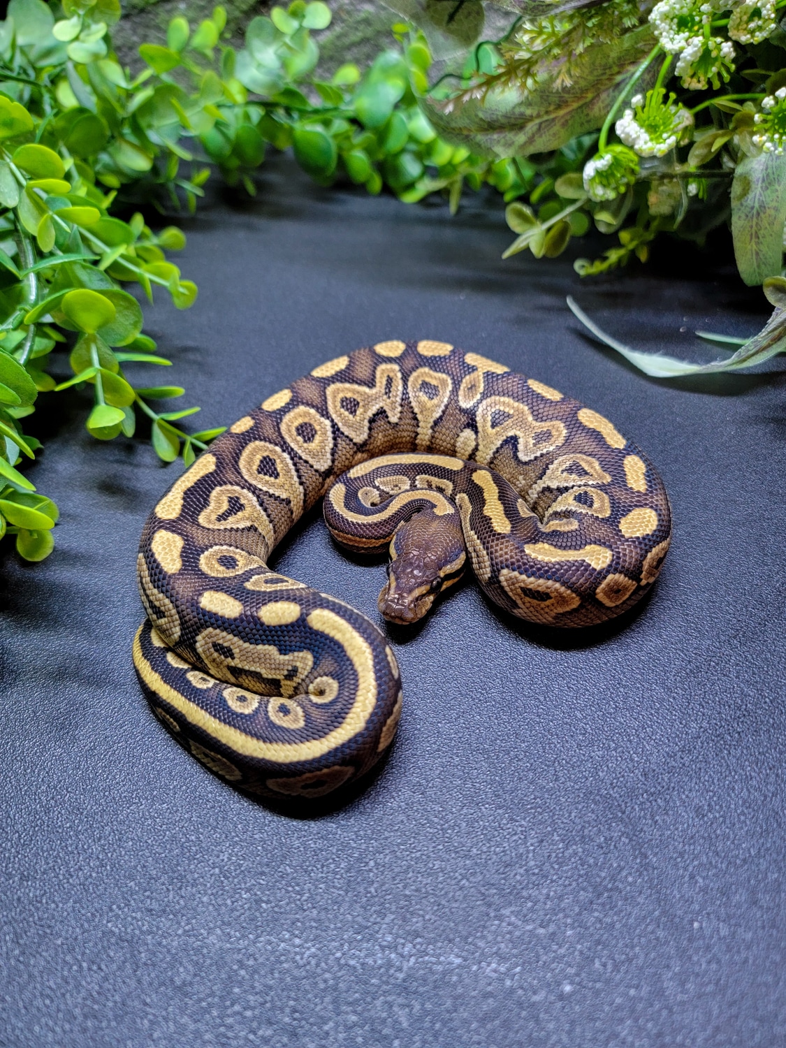 Mojave Ball Python by Modern Age Dinos - MorphMarket