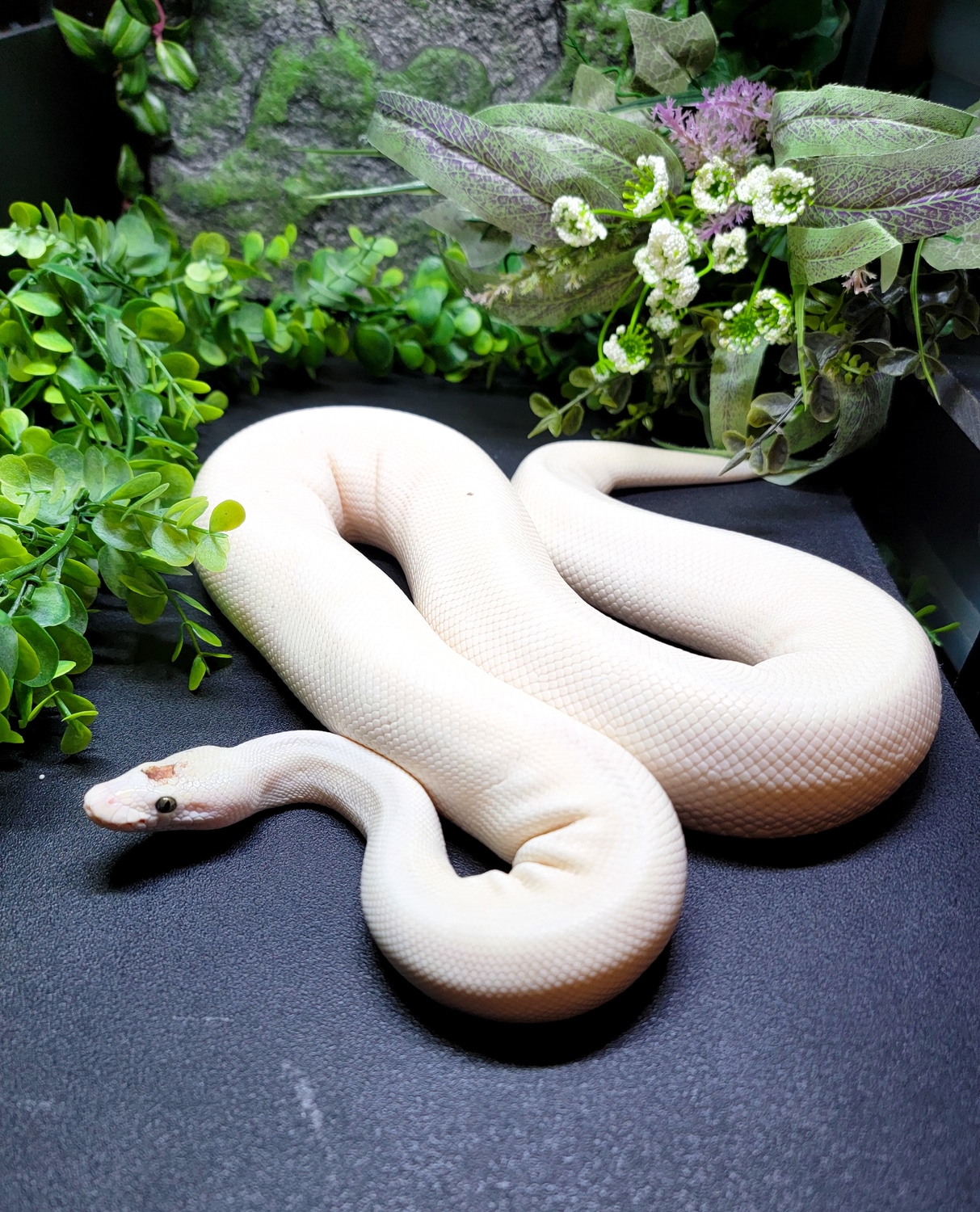 Super Lesser Ball Python by Modern Age Dinos - MorphMarket