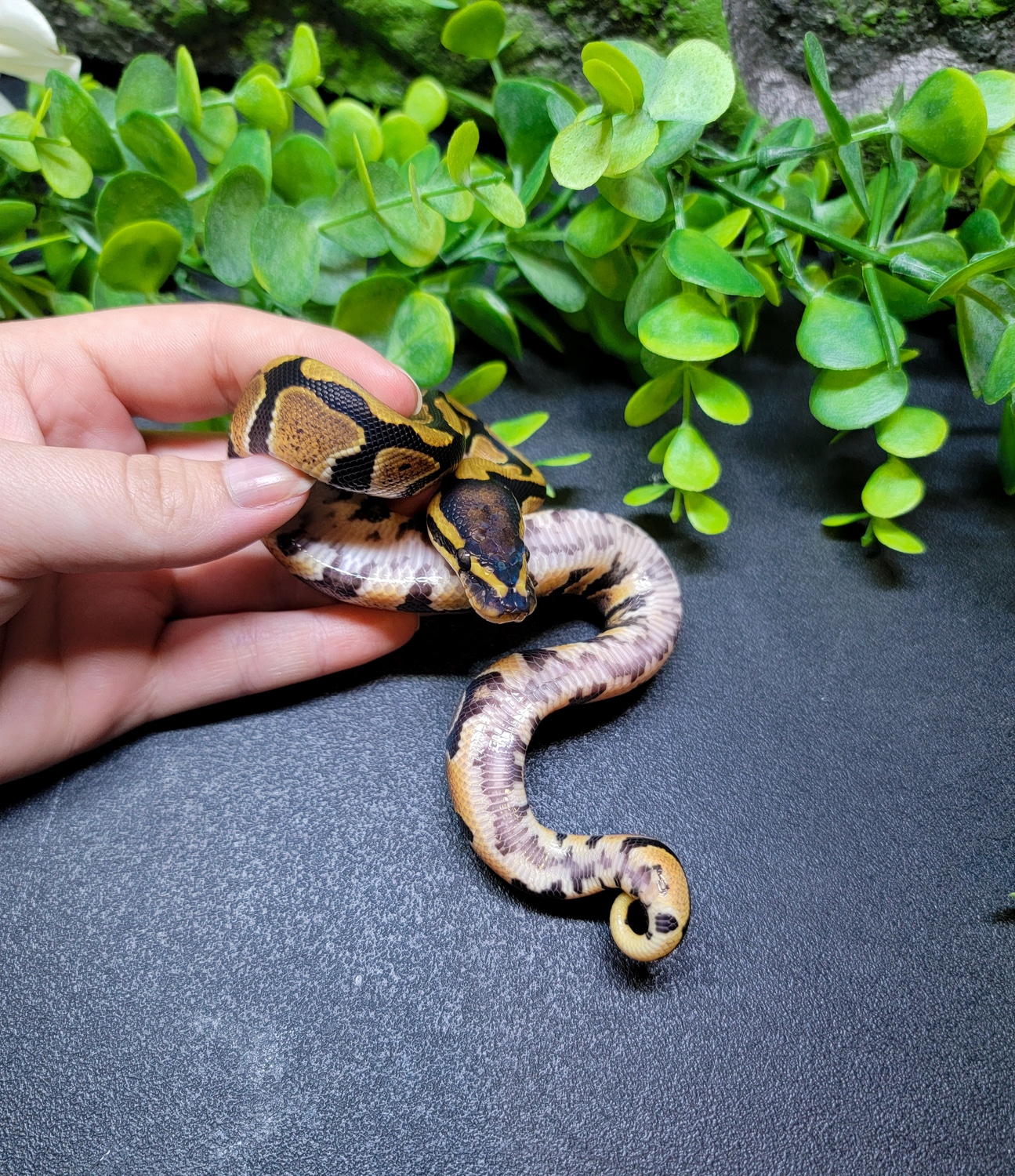 Black Belly? Ball Python by Modern Age Dinos - MorphMarket