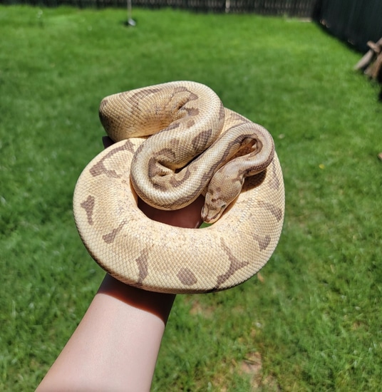 Proven Specter Gravel Spider Ball Python by Modern Age Dinos