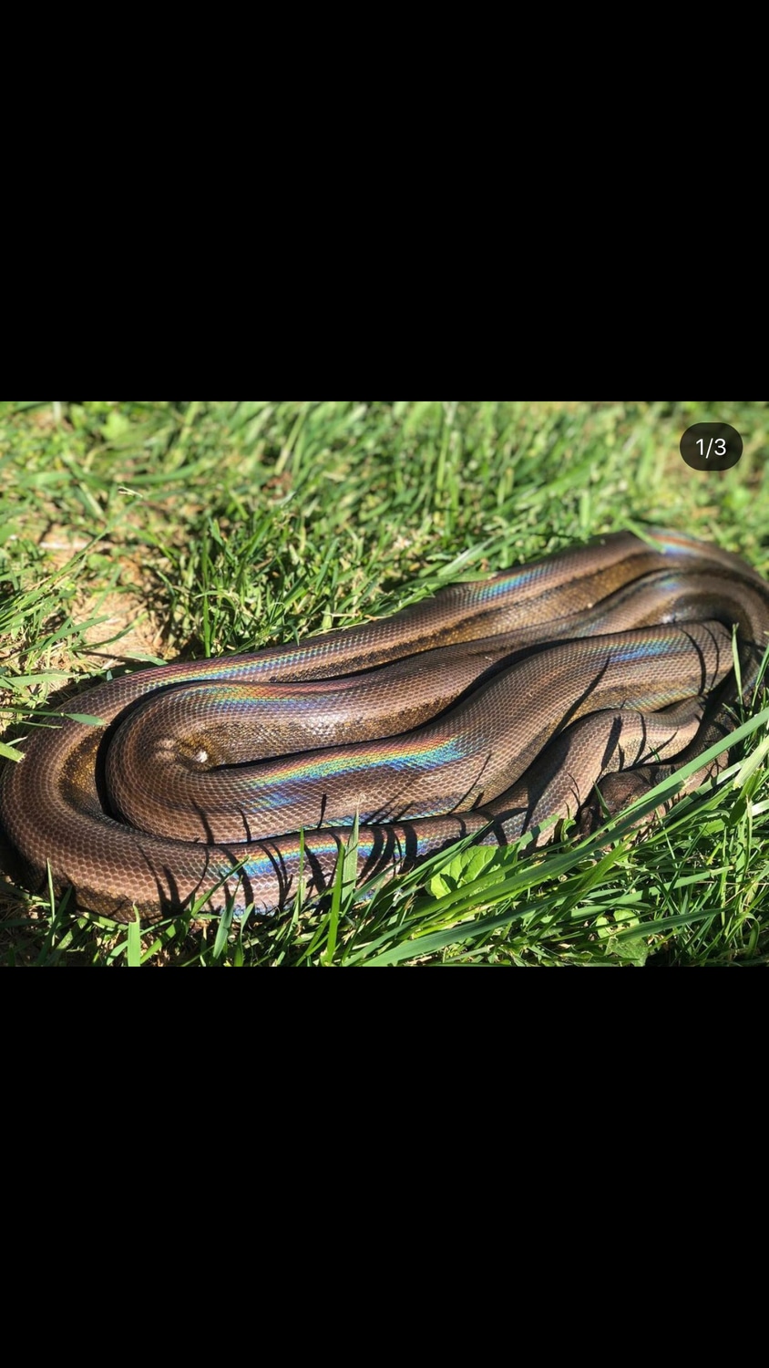 Titanium Reticulated Python by Into the Abyss Exotics - MorphMarket