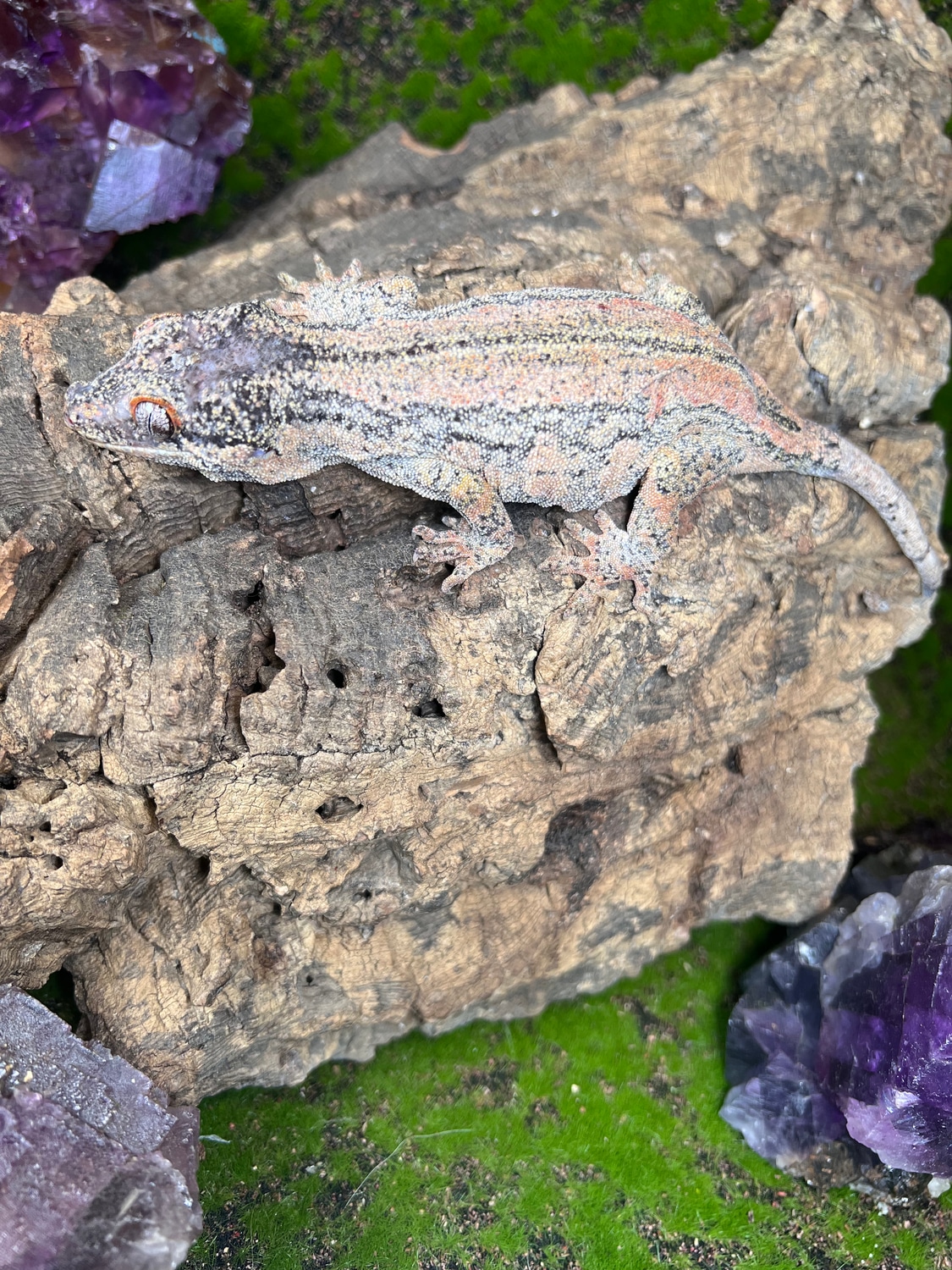 Proven Female Gargoyle Gecko by Bergies geckoyles MorphMarket