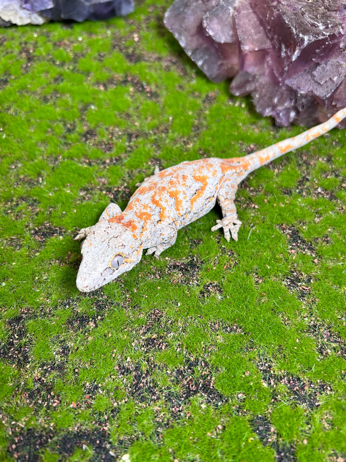Orange Blotch Gargoyle Gecko by Bergies geckoyles MorphMarket