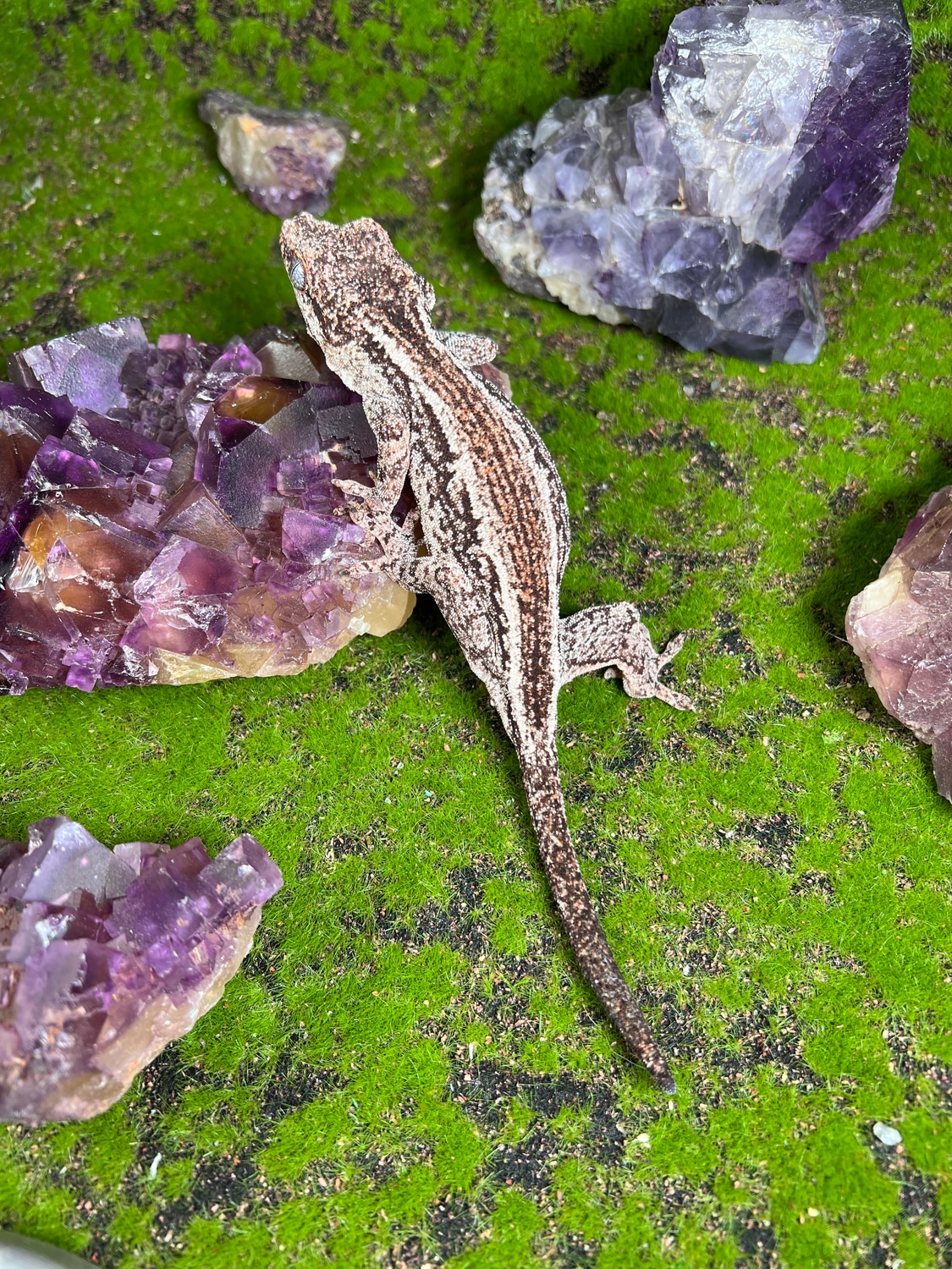 Proven Female Gargoyle Gecko by Bergies geckoyles MorphMarket