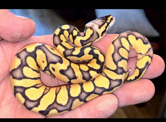 Super Pastel Enchi Special Het Sunset Ball Python by VellaReptiles
