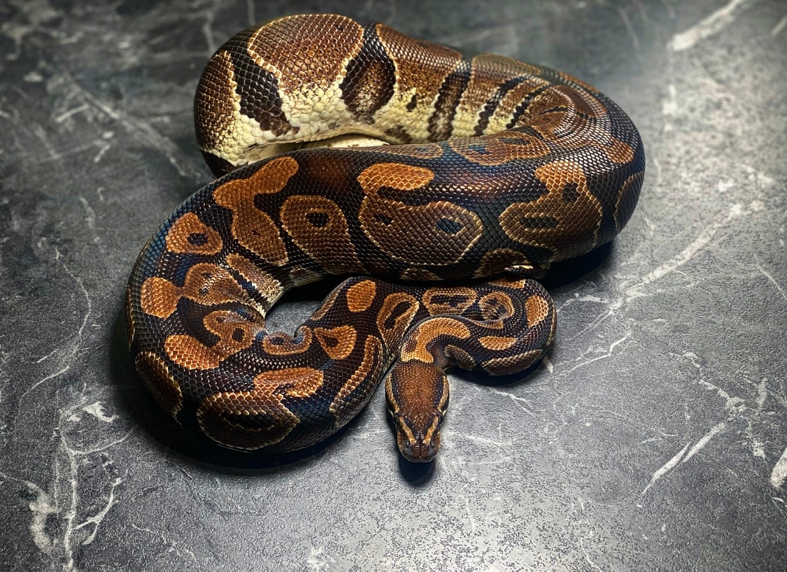 Normal X2 Ball Python by VellaReptiles - MorphMarket
