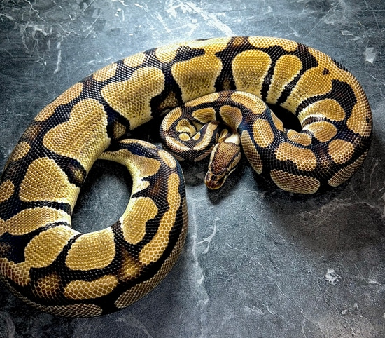 Pastel DH Sunset CLown Ball Python by VellaReptiles