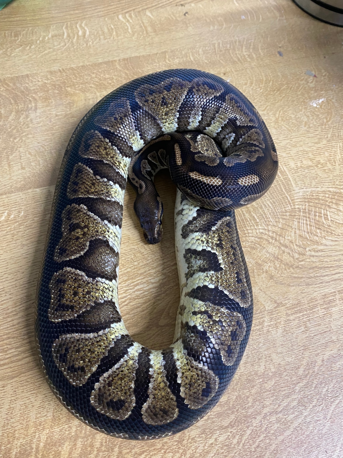 GHI Ball Python by Avara Ball Pythons - MorphMarket