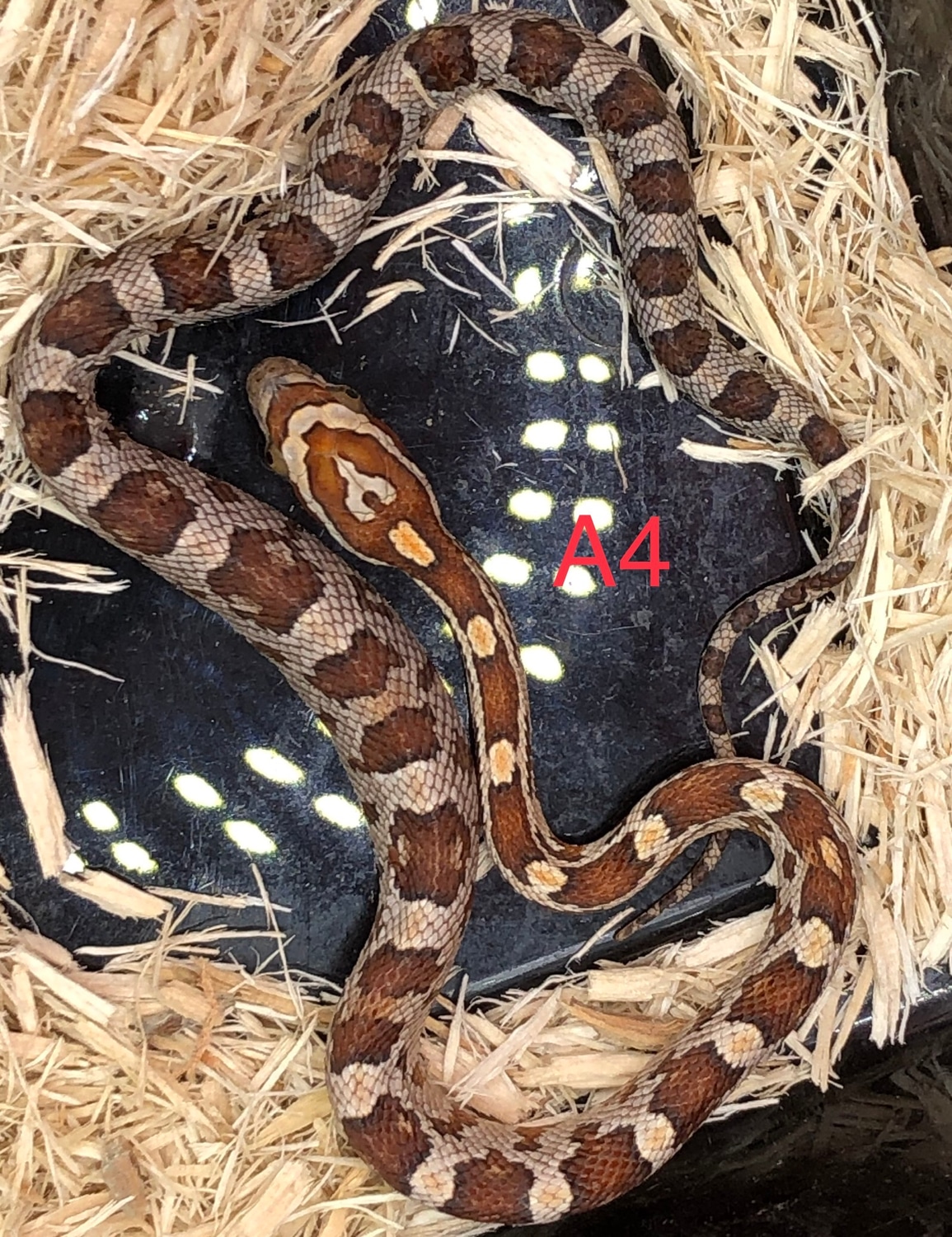 Normal Het Creamsicle Corn Snake by ABColubrids MorphMarket