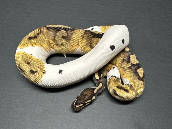 Hypo Piebald Ball Python by Medusa’s Serpents