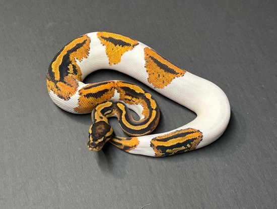 Yellowbelly Piebald 50% Het Clown Ball Python by Medusa’s Serpents