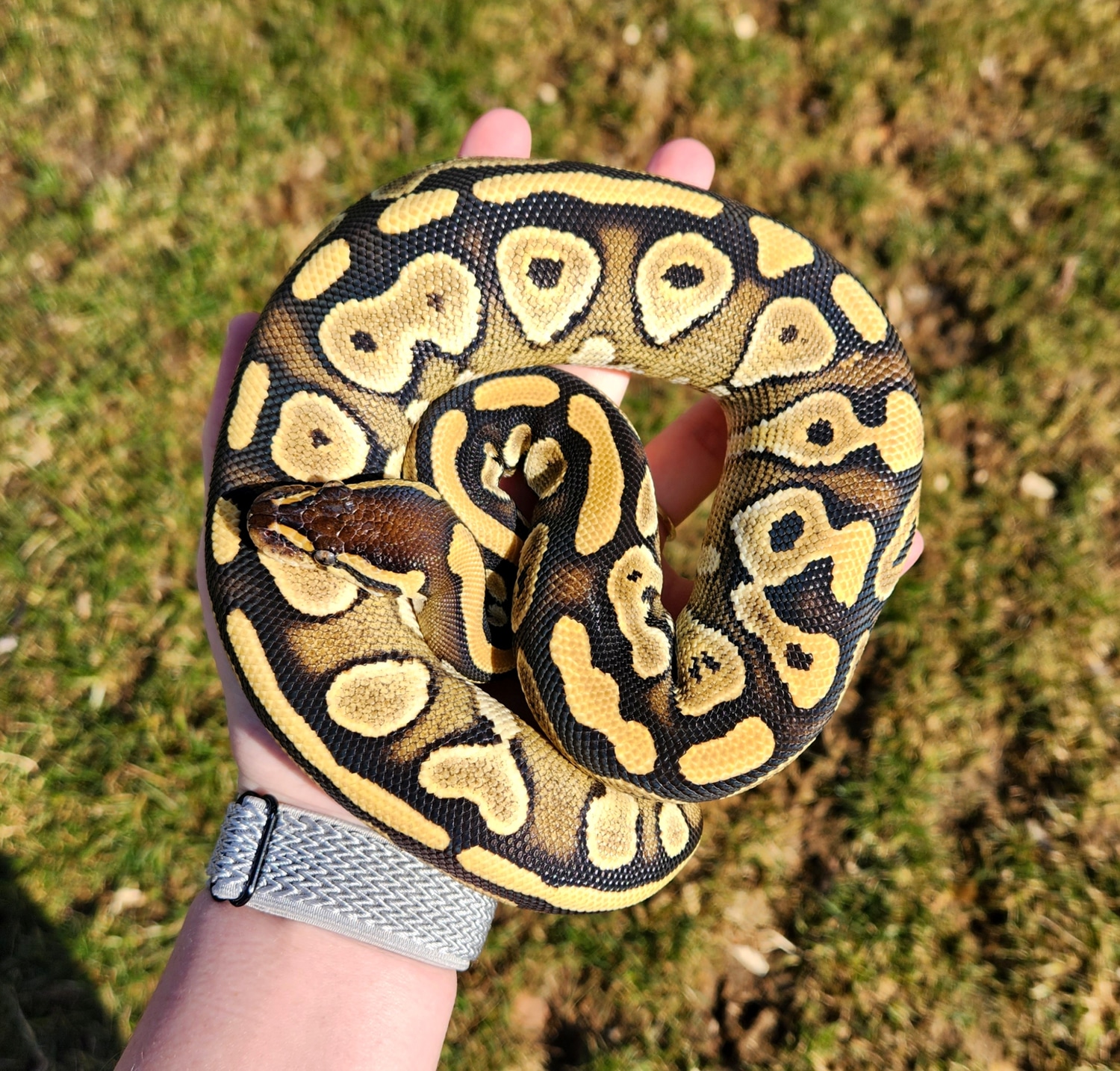 Mojave DH Hypo Pied Poss Mandy Ball Python by FallsView Reptiles ...