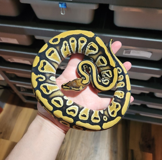 Cypress Triple Het Clown Hypo Pied Ball Python by Falls View Reptiles