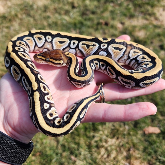 Cypress Fire YB Het Puzzle Ball Python by Falls View Reptiles
