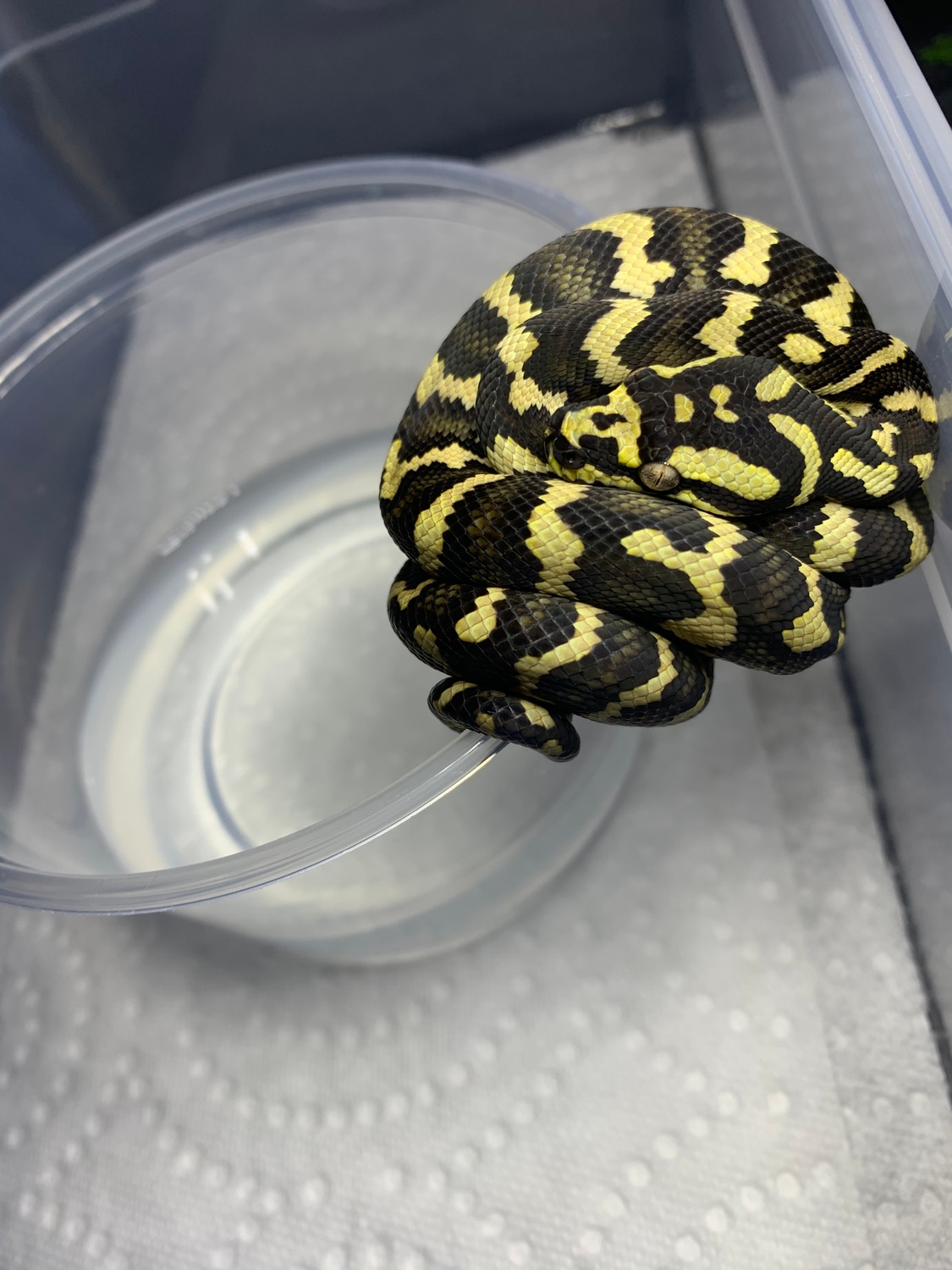 (1906) Jungle Carpet Python by AXG Reptiles MorphMarket