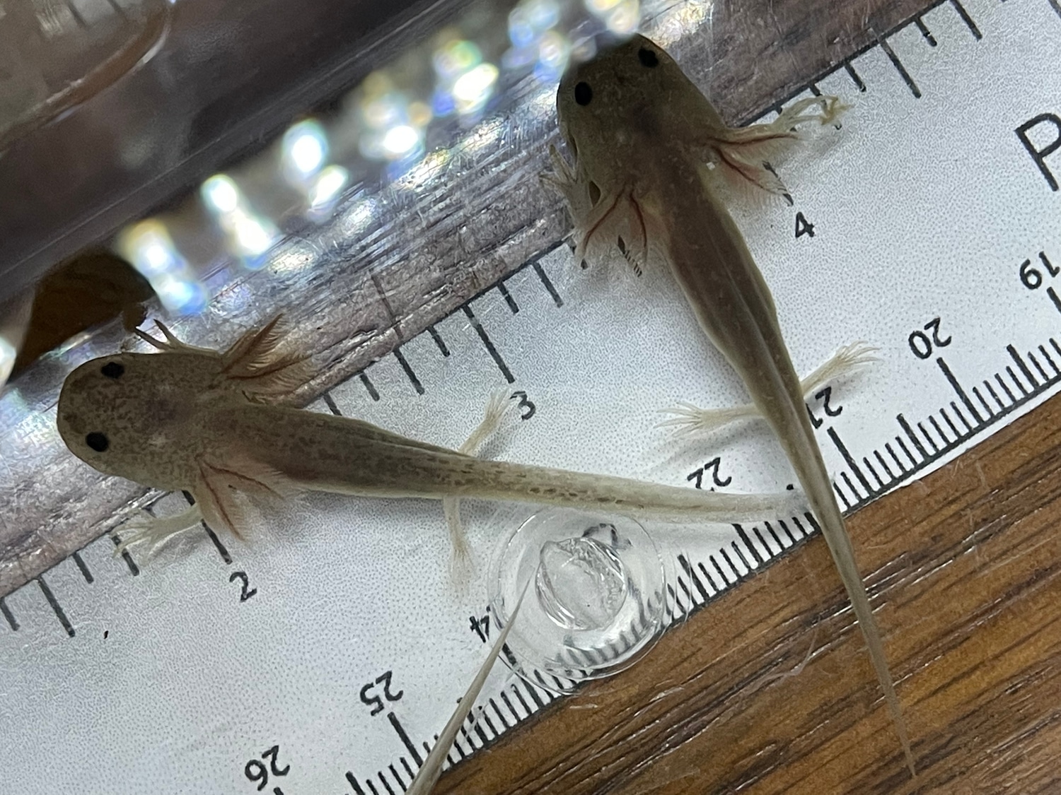 Copper & Axanthic Copper Axolotl by Axolotl Aquatics MorphMarket