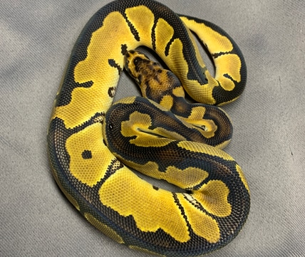 Chocolate Spider Clown Ball Python by American Made Morphs - MorphMarket