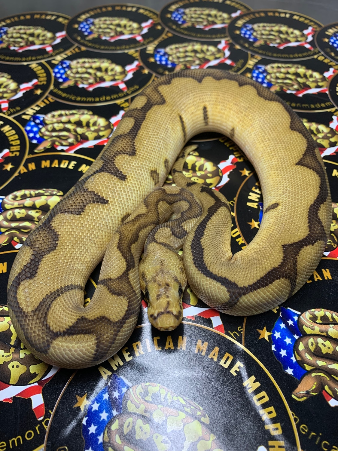 Chocolate Spider Clown Ball Python by American Made Morphs - MorphMarket