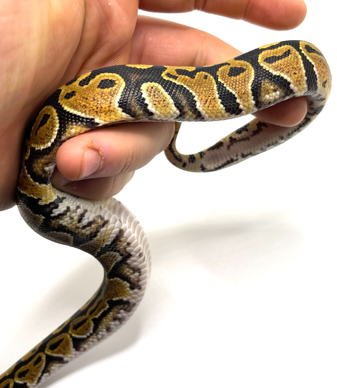 Jedi 100 Het Paint Ball Python by Azani Reptiles MorphMarket