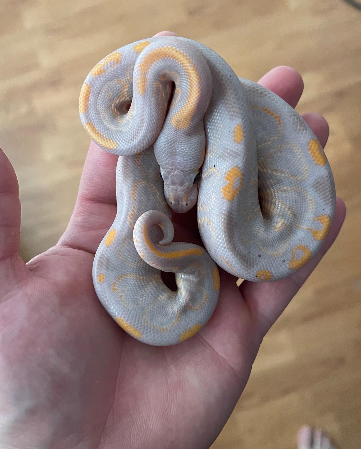 Banana Black Pastel 100 Het Paint Ball Python by Azani Reptiles