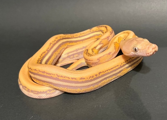 Platty Tiger Mochino GS (Velvet) Reticulated Python by Total Domination ...