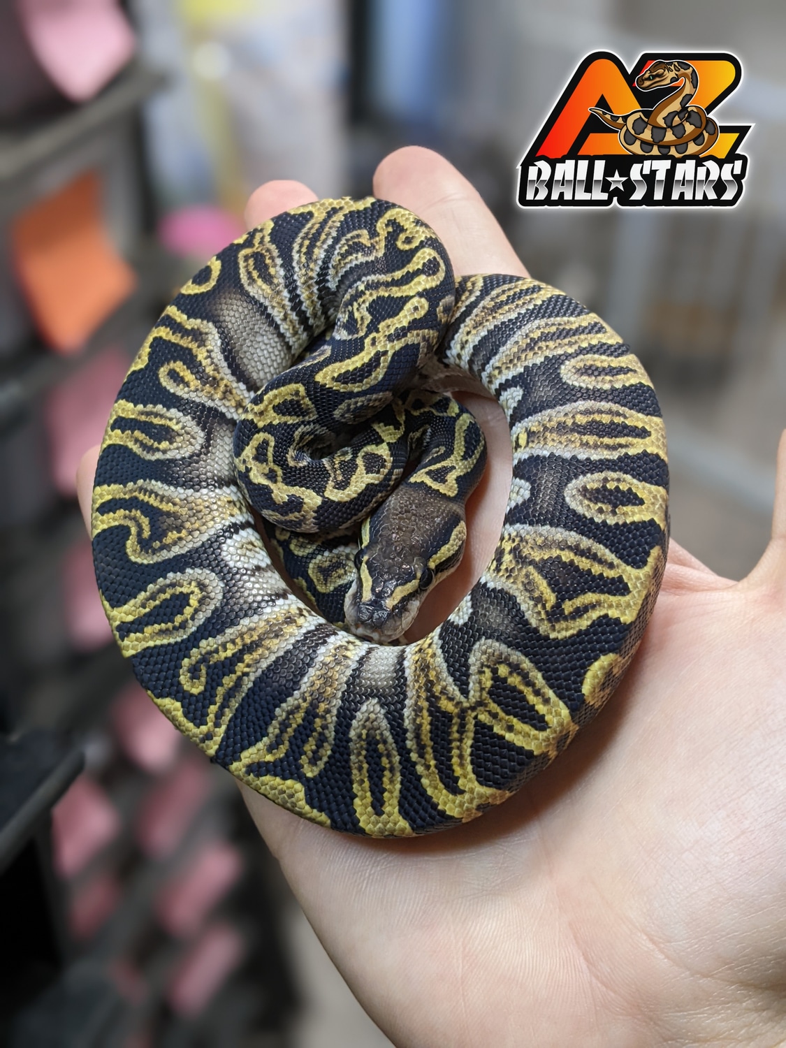 GHI Ball Python by Az Ball*stars - MorphMarket