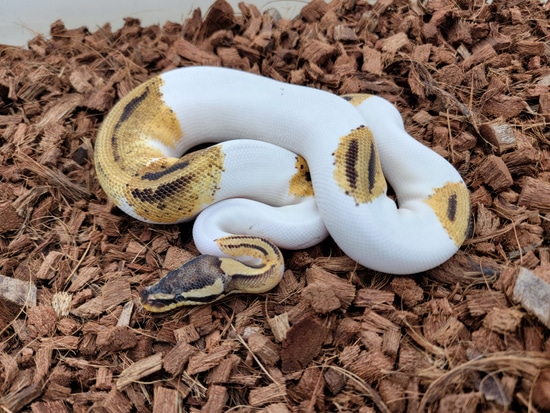 Orange Dream Pastel Piebald 66% Possible Het Ghost Ball Python by B ...